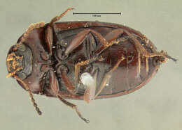 Image of Platydema subcostata Laporte & Brullé 1831