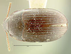 Image of Platydema laevipes Haldeman 1848