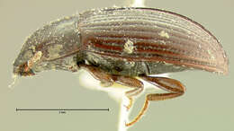 Image of Platydema laevipes Haldeman 1848