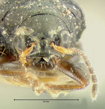 Image of Corn Flea Beetle