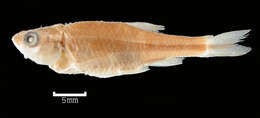 Image of Stumptooth minnow