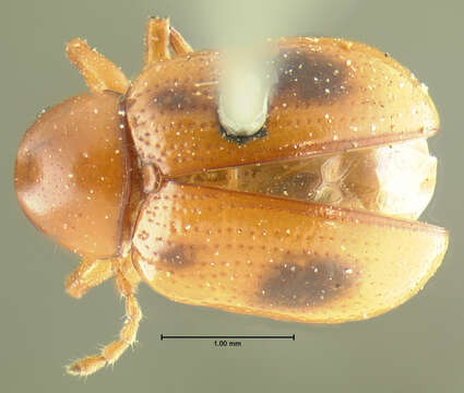 Image de Paria opacicollis J. L. Le Conte 1859