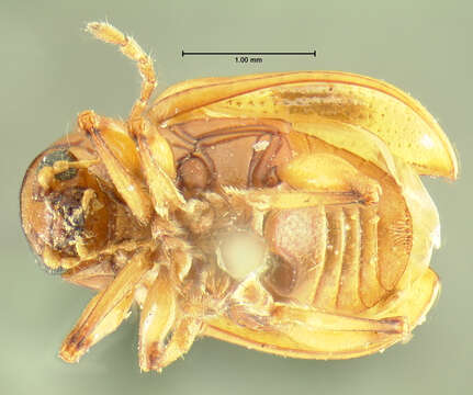 Image de Paria opacicollis J. L. Le Conte 1859