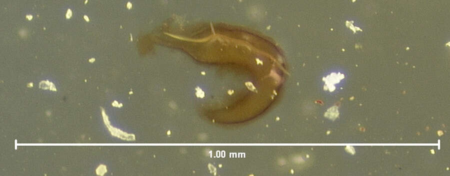 Image of Chrysolina (Chalcoidea) flavomarginata (Say 1824)