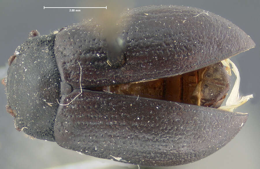 Image of Chrysolina (Chalcoidea) flavomarginata (Say 1824)