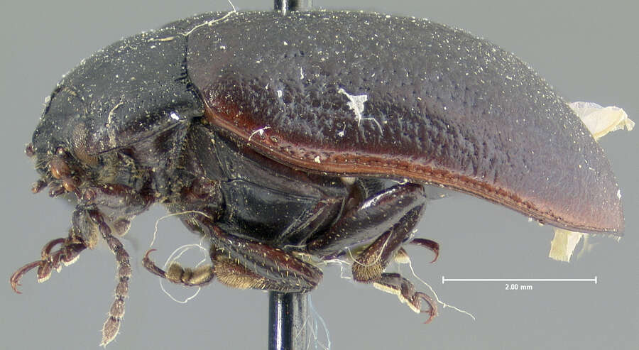 Image of Chrysolina (Chalcoidea) flavomarginata (Say 1824)