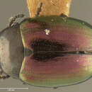 Phaedon (Phaedon) oviformis (J. L. Le Conte 1861)的圖片