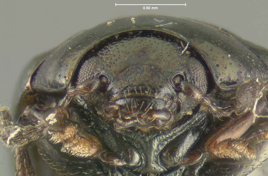 Phaedon (Phaedon) oviformis (J. L. Le Conte 1861)的圖片