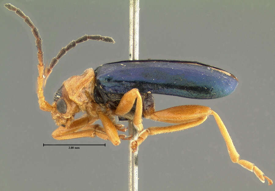 Phyllobrotica viridipennis (J. L. Le Conte 1859) resmi