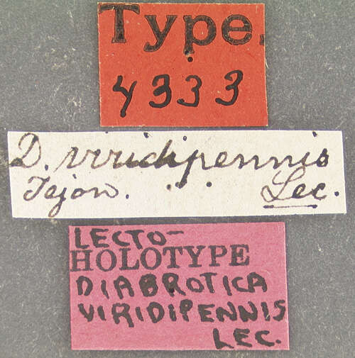 Image of Phyllobrotica viridipennis (J. L. Le Conte 1859)