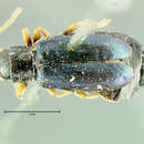 Phyllobrotica luperina J. L. Le Conte 1865 resmi