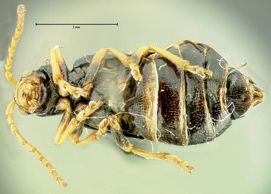 Phyllobrotica luperina J. L. Le Conte 1865 resmi