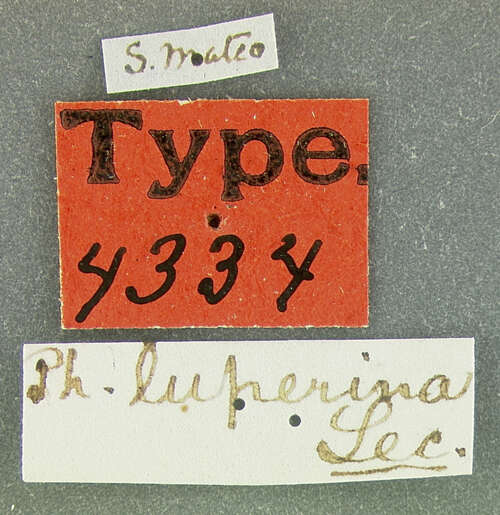 Image of Phyllobrotica luperina J. L. Le Conte 1865
