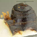 صورة Scelolyperus cyanellus (J. L. Le Conte 1865)