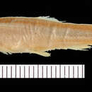 Image of <i>Rhinichthys ocella</i>