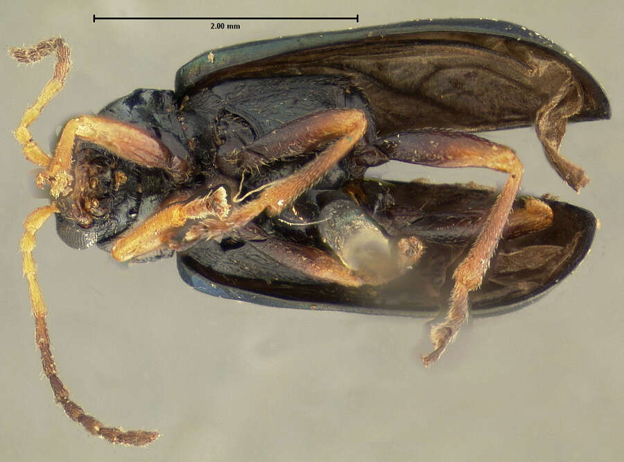 Plancia ëd Scelolyperus cyanellus (J. L. Le Conte 1865)