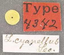 Plancia ëd Scelolyperus cyanellus (J. L. Le Conte 1865)