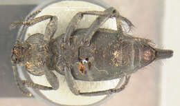 Image of Eleodes (Pseudeleodes) longipilosa Horn 1891
