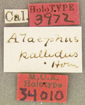 Image of Alaephus pallidus Horn 1870