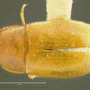 Image of Pentaphyllus californicus Horn 1870