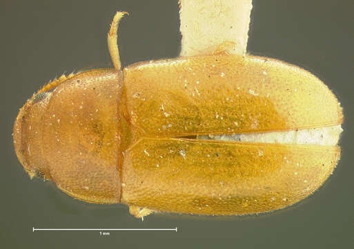 Image of Pentaphyllus californicus Horn 1870