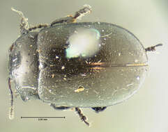 Image of Chrysolina (Chalcoidea) flavomarginata (Say 1824)