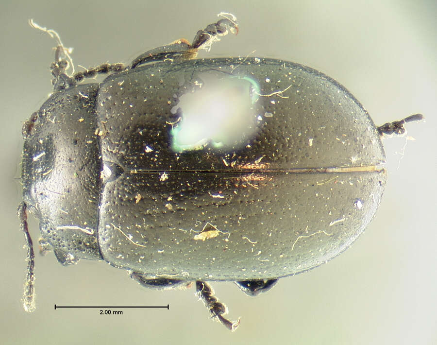 Image of Chrysolina (Chalcoidea) flavomarginata (Say 1824)