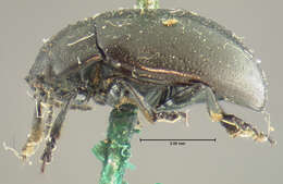 Image of Chrysolina (Chalcoidea) flavomarginata (Say 1824)