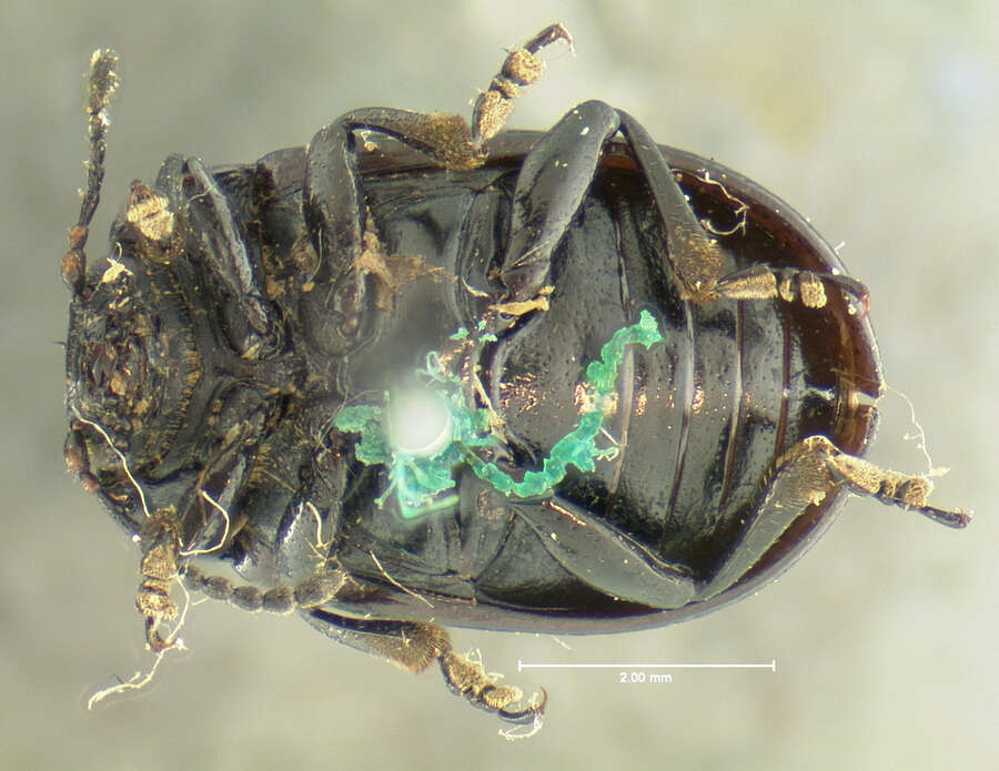 Image of Chrysolina (Chalcoidea) flavomarginata (Say 1824)