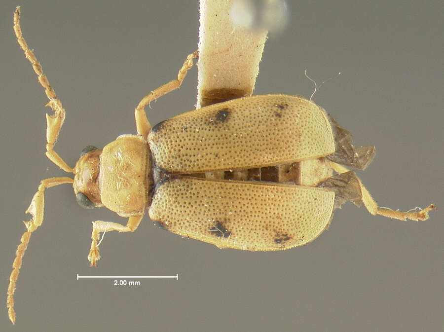 Sivun Cerotoma ruficornis sexpunctata (Horn 1872) kuva