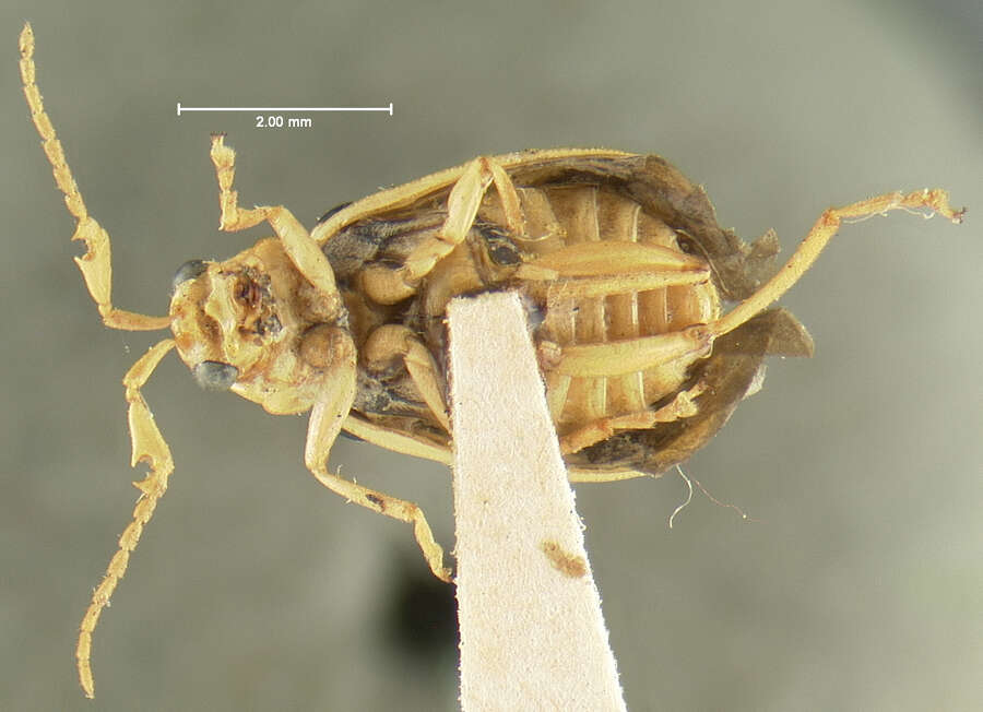 Sivun Cerotoma ruficornis sexpunctata (Horn 1872) kuva