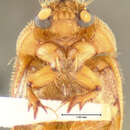 Image of <i>Ochodaeus biarmatus</i>