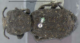 Image of Ironclad Beetle