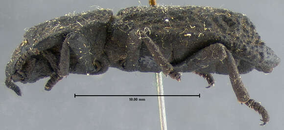 Plancia ëd Phloeodes pustulosus (Le Conte 1859)