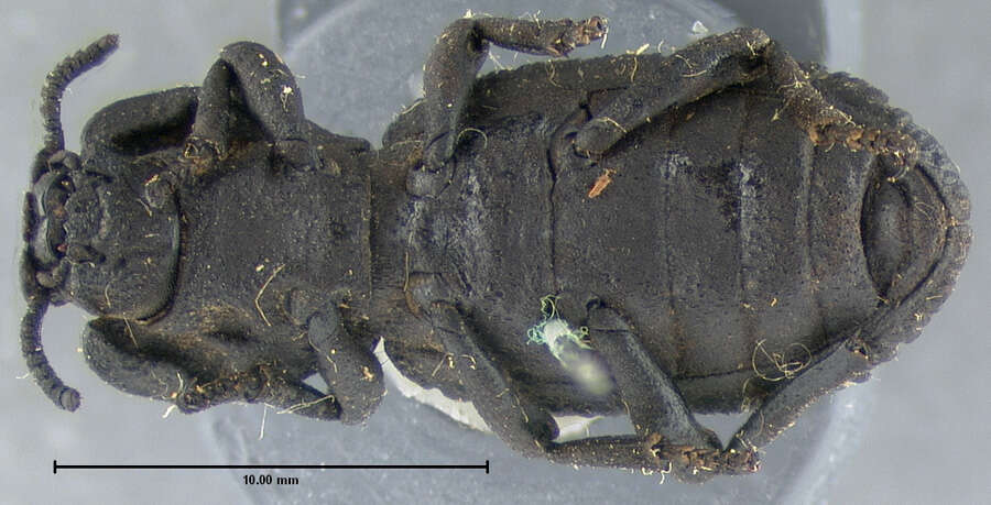 Image of Ironclad Beetle