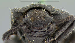 Image of Ironclad Beetle