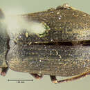 Image of Helichus striatus Le Conte 1852