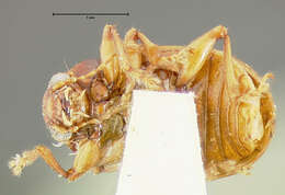 Image of Metachroma pellucidum Crotch 1873