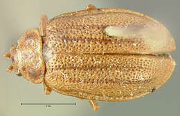 Image of Ophraella cribrata (J. L. Le Conte 1865)