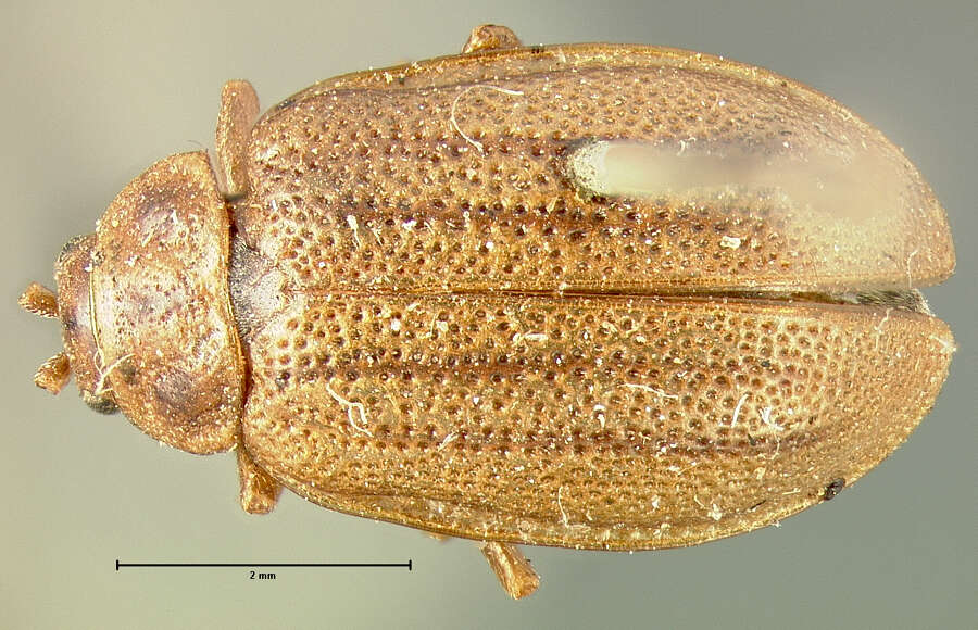 Image of Ophraella cribrata (J. L. Le Conte 1865)