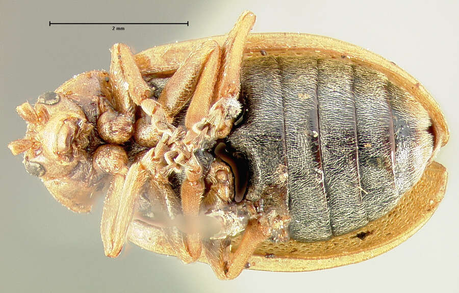 Image of Ophraella cribrata (J. L. Le Conte 1865)