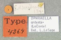 Image of Ophraella cribrata (J. L. Le Conte 1865)