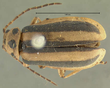 Image of Trirhabda virgata J. L. Le Conte 1865