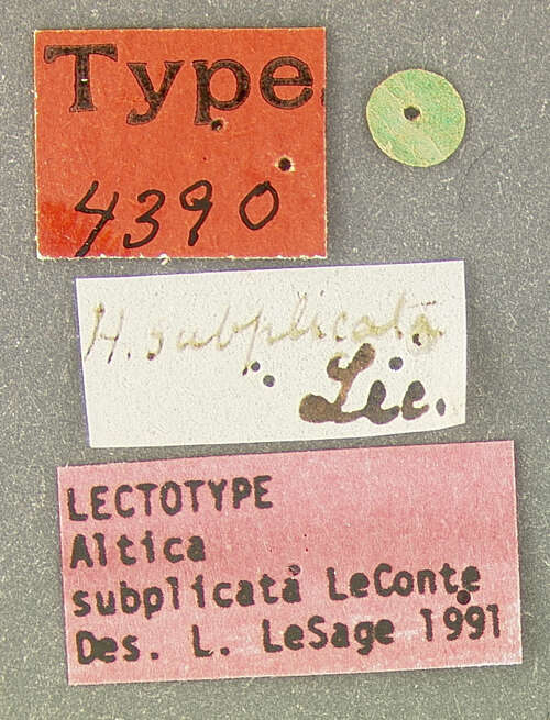 Image of Altica subplicata J. L. Le Conte 1859