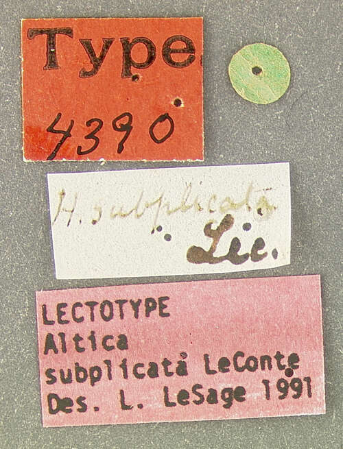 Слика од Altica subplicata J. L. Le Conte 1859