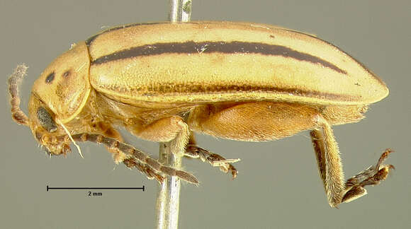 Image of Disonycha punctigera (J. L. Le Conte 1859)