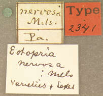 Image of Ectopria