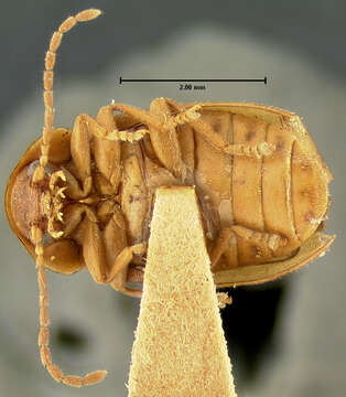 Image of Microcara explanata (Le Conte 1866)