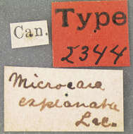Image of Microcara explanata (Le Conte 1866)