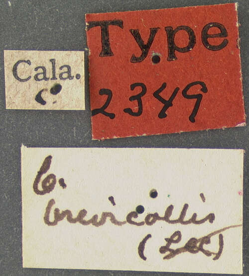 Image of Contacyphon brevicollis (Le Conte 1866)